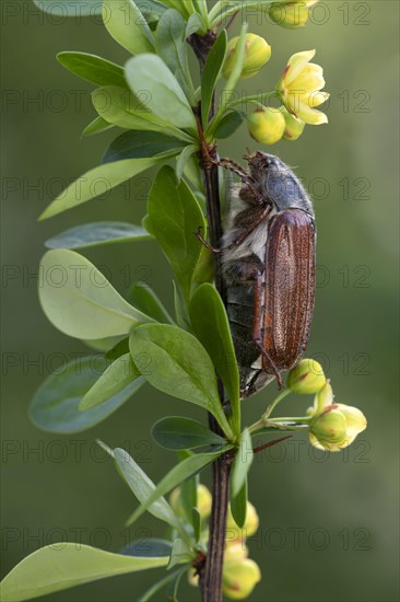 Cockchafer