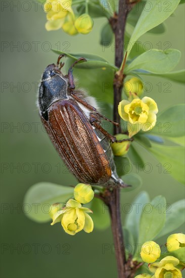 Cockchafer