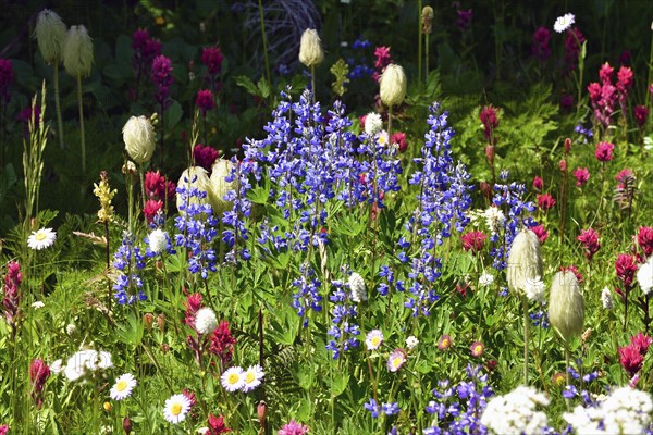 Flower meadow in Mt. Rainier National Park