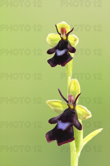 Fly orchid