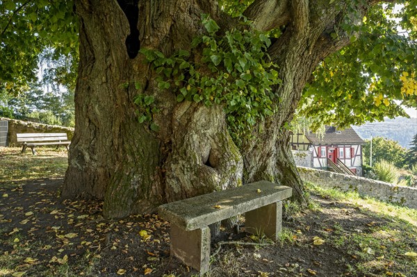 Natural monument hollow tree