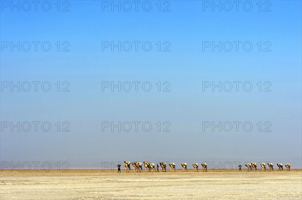 Afar shepherd leads a dromedary caravan loaded with rock salt plates