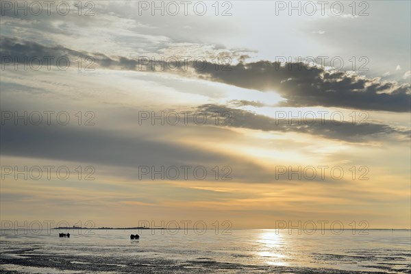 Guided mudflat tour in the evening hours