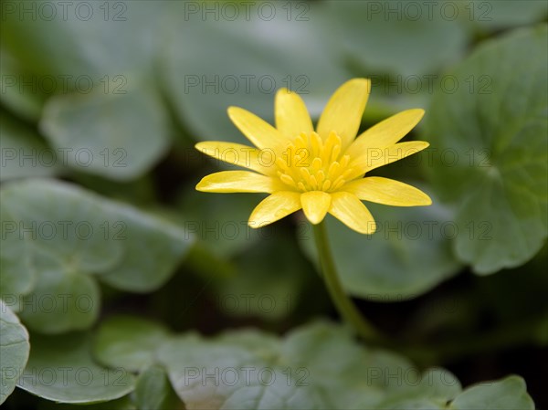 Spring Lesser celandine