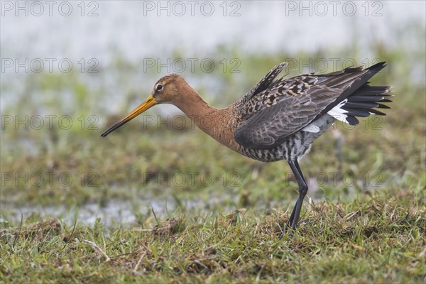 Black-tailed godwit