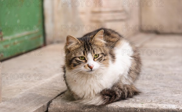 Domestic cat sitting on a step