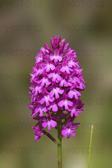 Pyramidal Orchid