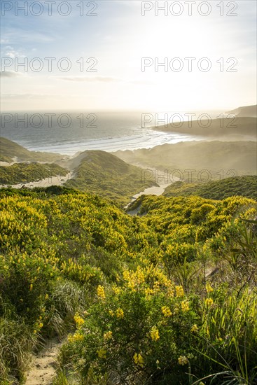 Yellow Lupines