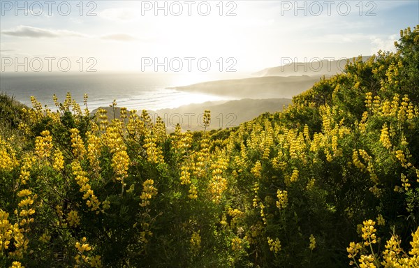 Yellow Lupines