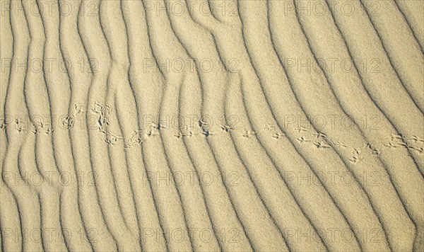 Wave pattern and traces of a bird in light sand