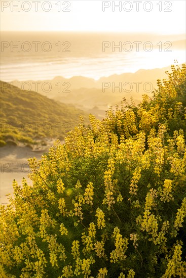 Yellow lupins