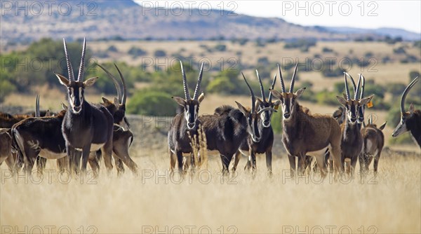 Sable antilopes