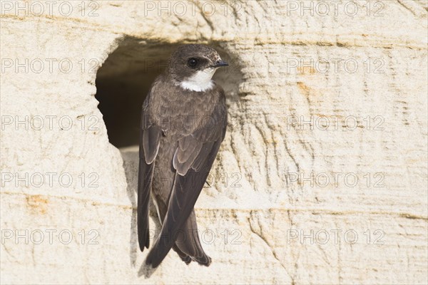 Sand Martin