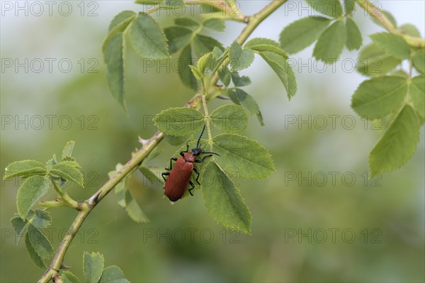 Black-headed Cardinal beetle