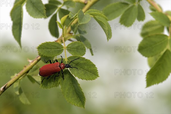 Black-headed Cardinal beetle