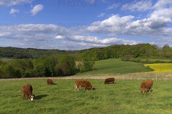 Limousin cattle on the pasture