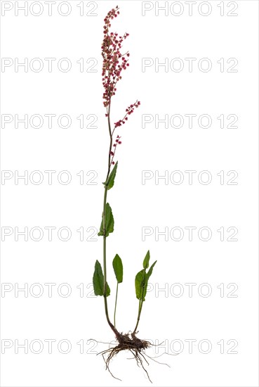 Common sorrel