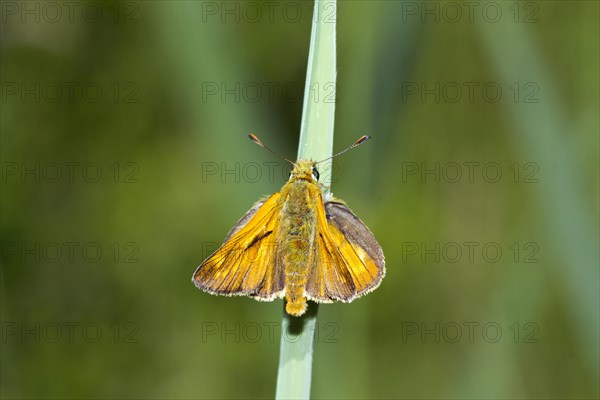 Small skipper