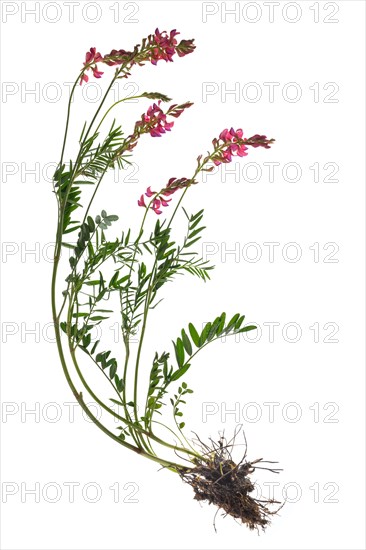 Sainfoin also