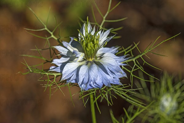 Love-in-a-mist