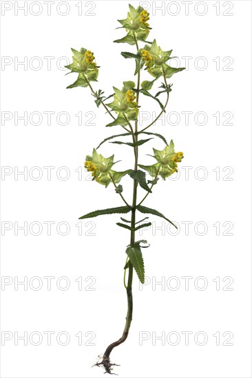 Greater yellow-rattle