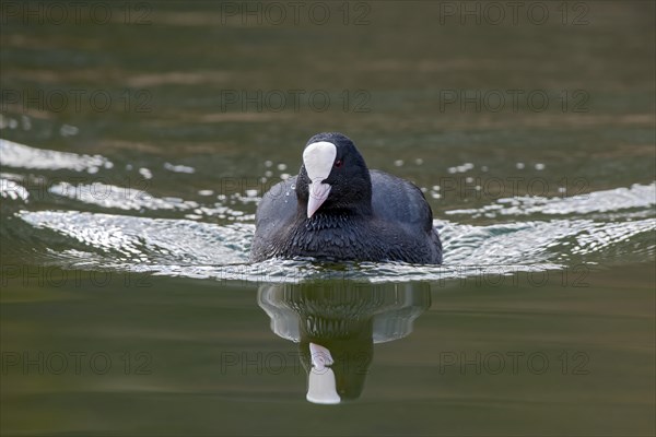 Common coot