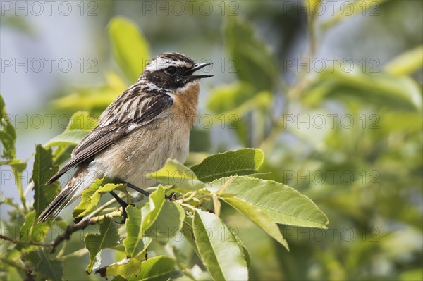 Whinchat