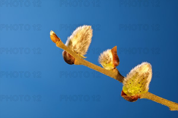 Flowering Goat willow