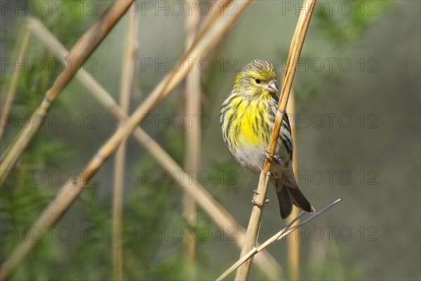 European Serin