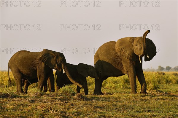 Elephant cow