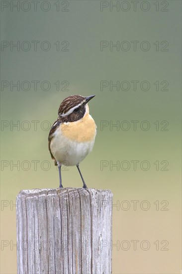 Whinchat