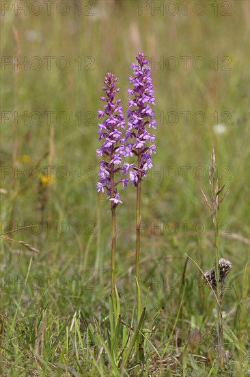 Fragrant orchid