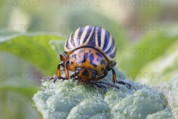 Colorado potato beetle