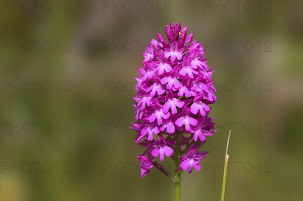 Pyramidal Orchid