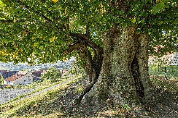 Natural monument hollow tree