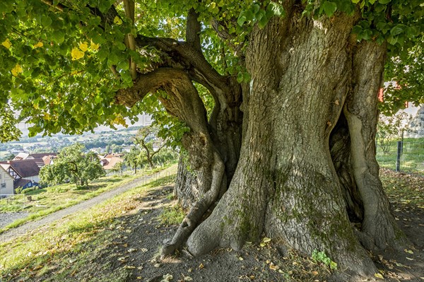 Natural monument hollow tree