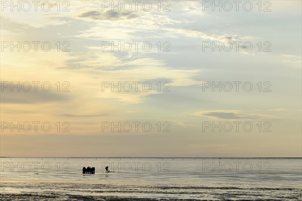 Guided mudflat tour in the evening hours