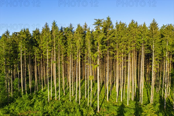 Spruce forest with undergrowth