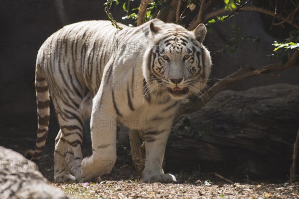 White Tiger