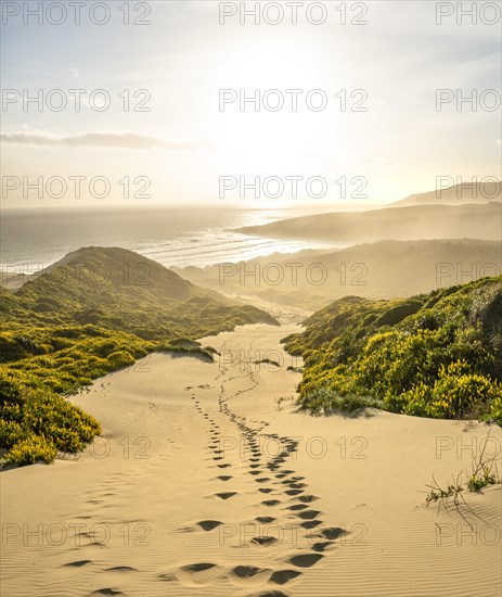 Yellow Lupines