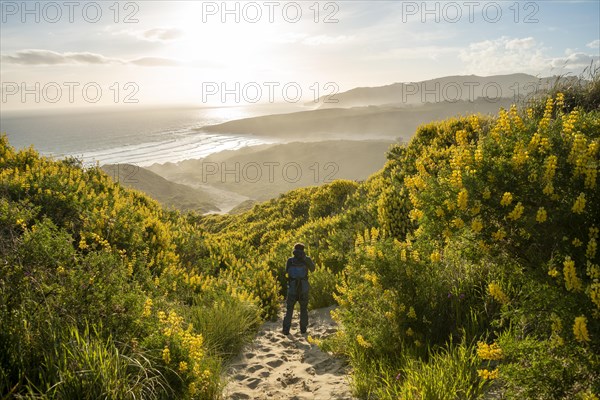 Young man between yellow lupines