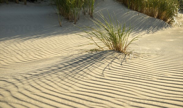Grasses in the sand cast shadows