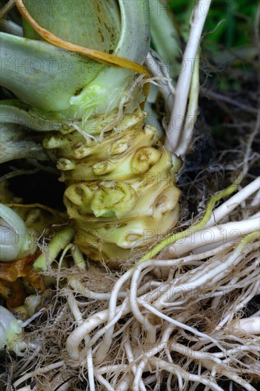 Harvested wasabi root