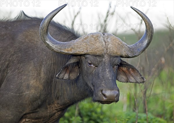 Cape buffalo