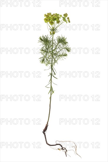 Cypress Spurge