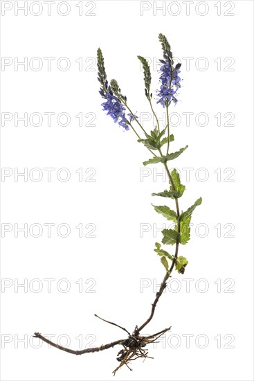 Broadleaf speedwell