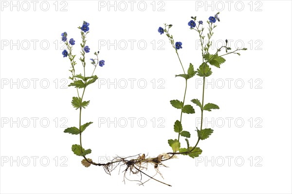 Slender speedwell