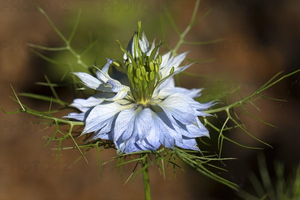 Love-in-a-mist