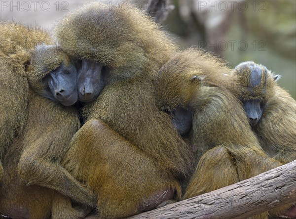 Several Guinea baboon also or