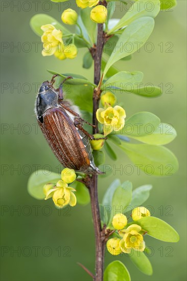 Cockchafer